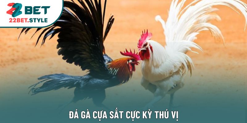 Đá gà cựa sắt cực kỳ thú vị